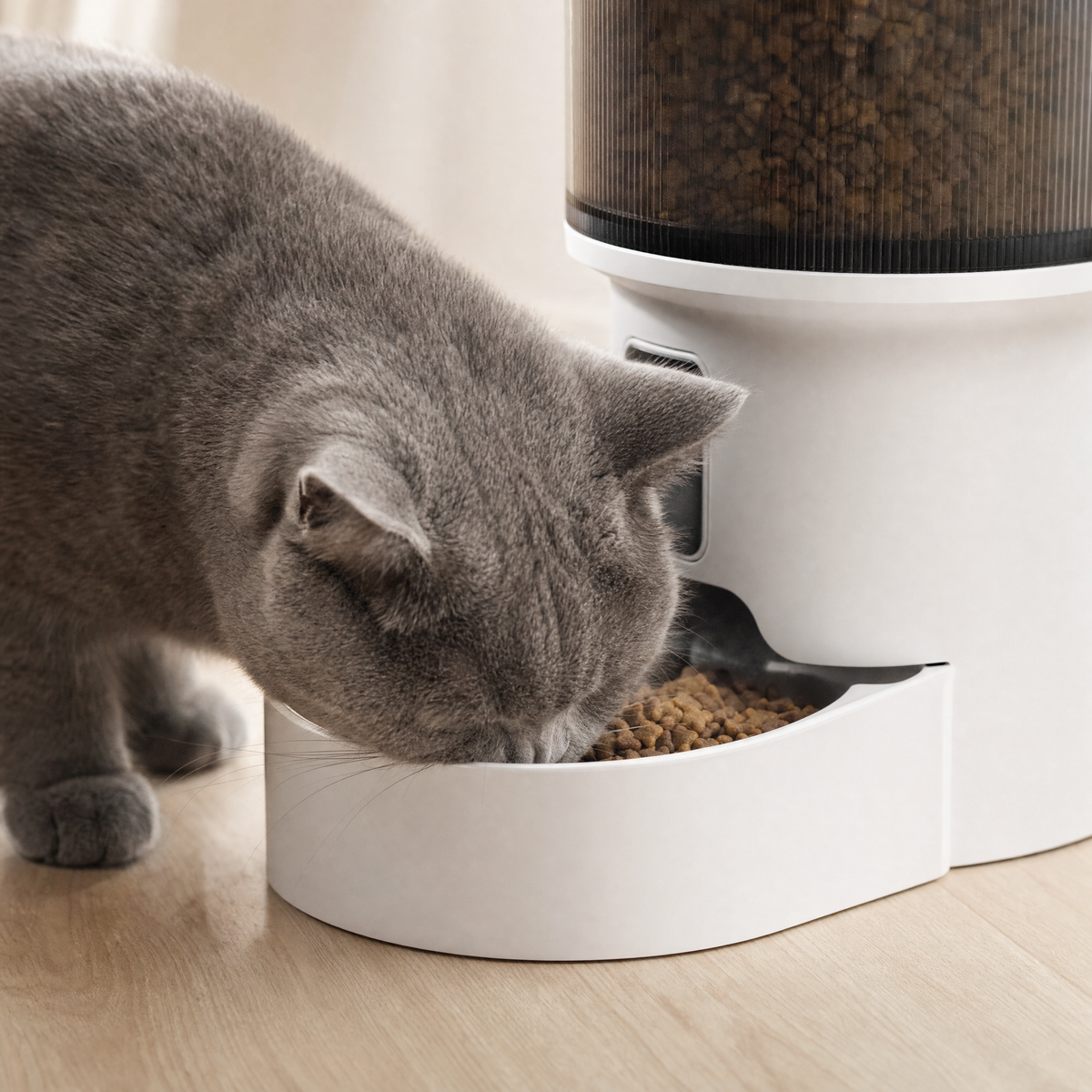 Gros plan du bol du distributeur rempli de croquettes, un chat mange